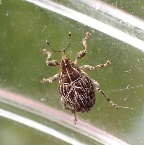 Mogulones geographicus - photo 7