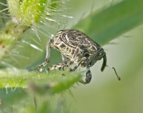 Mogulones geographicus - photo 8