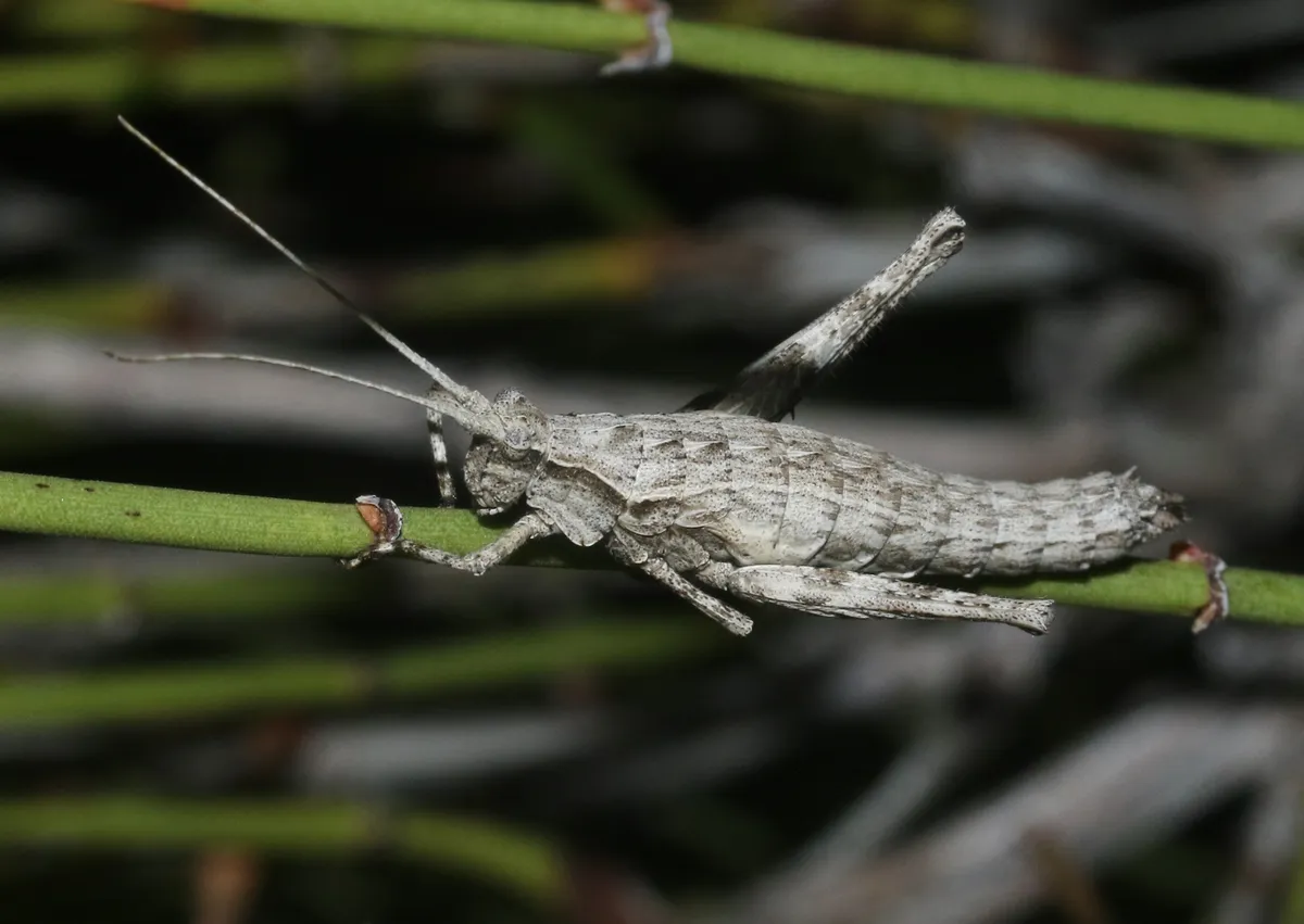 Mohavacris timberlakei - Mohavacris timberlakei