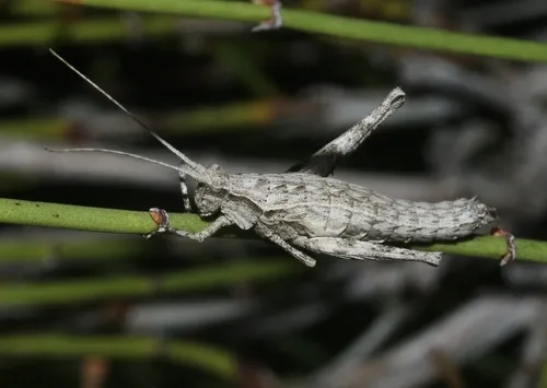 Mohavacris timberlakei - photo 3