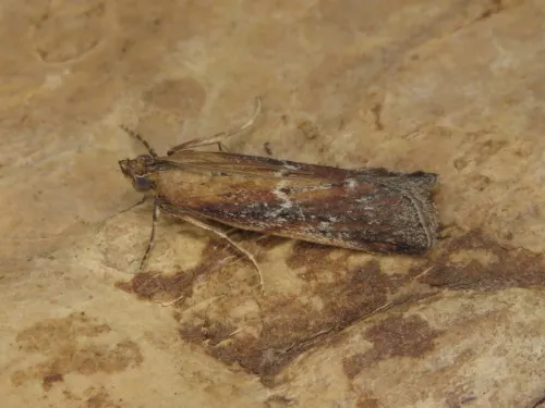 Uncinus obductella - photo 2