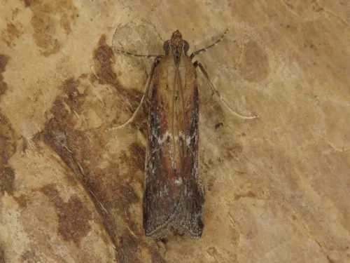 Uncinus obductella - photo 3