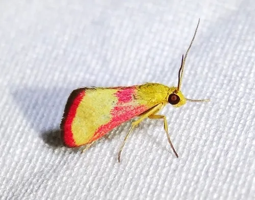 Mojavia achemonalis - Hodges#4839 - Mojavia achemonalis