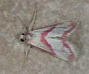 Mojaviodes blanchardae - Hodges#4840