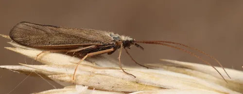 Molanna albicans