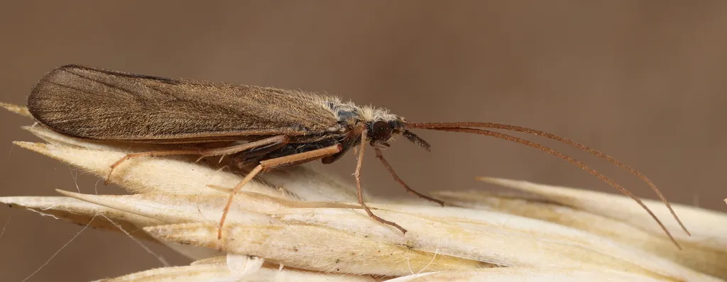 Molanna albicans - photo 2