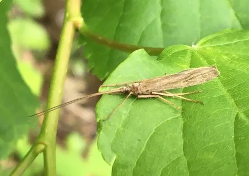 Molanna angustata