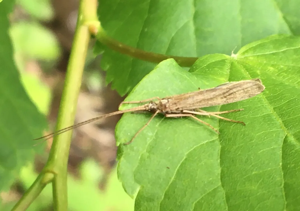 Molanna angustata - photo 3