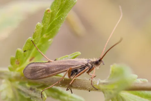 Molanna flavicornis