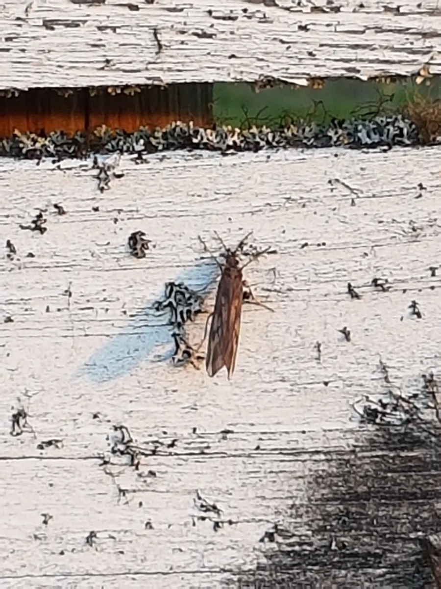Molanna submarginalis - photo 2