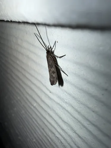 Molanna tryphena