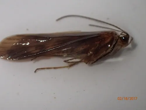 Molanna ulmerina