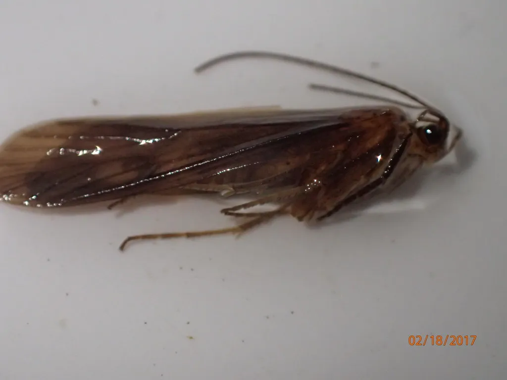 Molanna ulmerina - photo 3