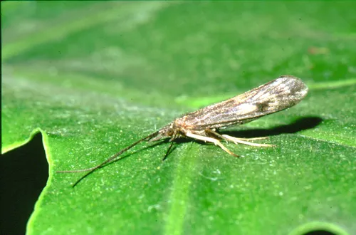 Molanna uniophila