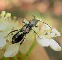 Molorchus bimaculatus