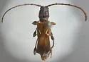 Molorchus eburneus - Molorchus eburneus