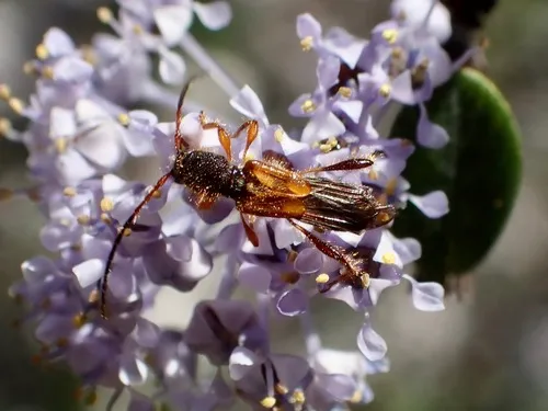 Molorchus longicollis