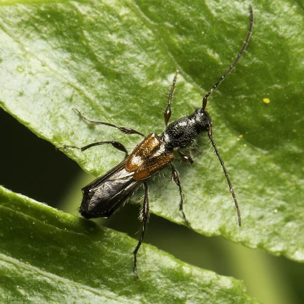 Molorchus longicollis - photo 3