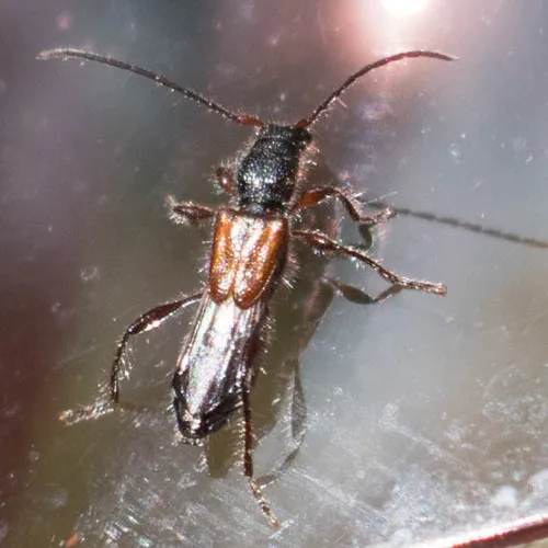 Molorchus longicollis - photo 4