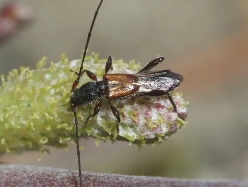 Molorchus longicollis - photo 6