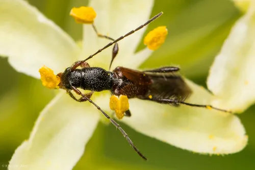 Molorchus longicollis - photo 8