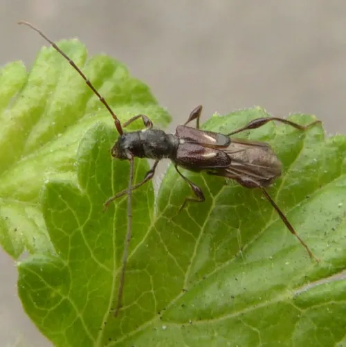 Molorchus minor