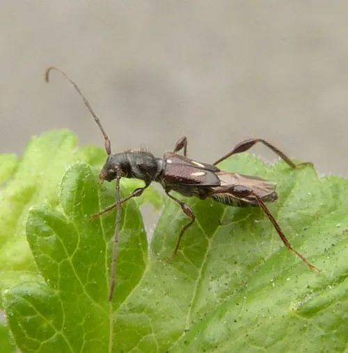 Molorchus minor - photo 2