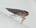 Momar fumidus - photo 2