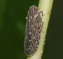Momar fumidus - photo 3