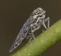 Momar fumidus - photo 4