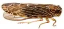 Momar fumidus - photo 5