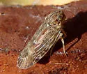 Momar maculifrons