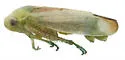 Momoria bisignata