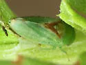 Momoria bisignata - photo 3