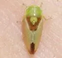 Momoria bisignata - photo 4
