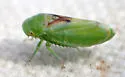 Momoria bisignata - photo 5