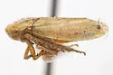 Momoria rufoscutellata