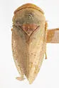 Momoria rufoscutellata - photo 2