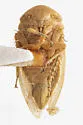 Momoria rufoscutellata - photo 3
