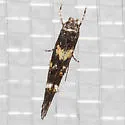 Mompha achlyognoma - Hodges#1423.1