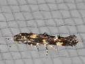 Mompha achlyognoma - Hodges#1423.1 - photo 2