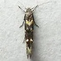 Mompha achlyognoma - Hodges#1423.1 - photo 3