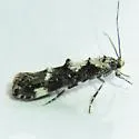 Mompha albapalpella - Hodges#1423 - photo 2