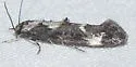Mompha albapalpella - Hodges#1423 - photo 4