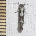 Mompha albapalpella - Hodges#1423 - photo 5