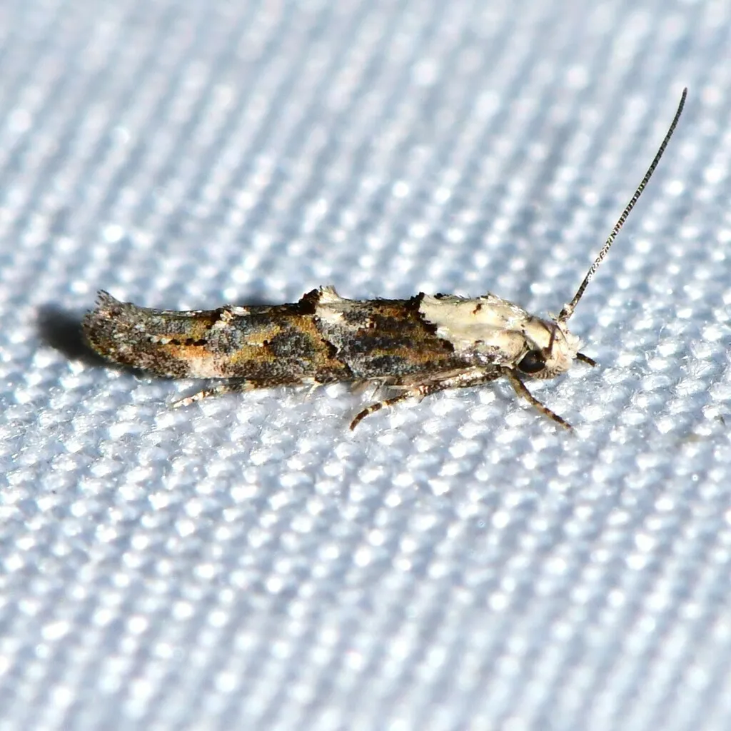 Mompha albocapitella - Hodges#1448
