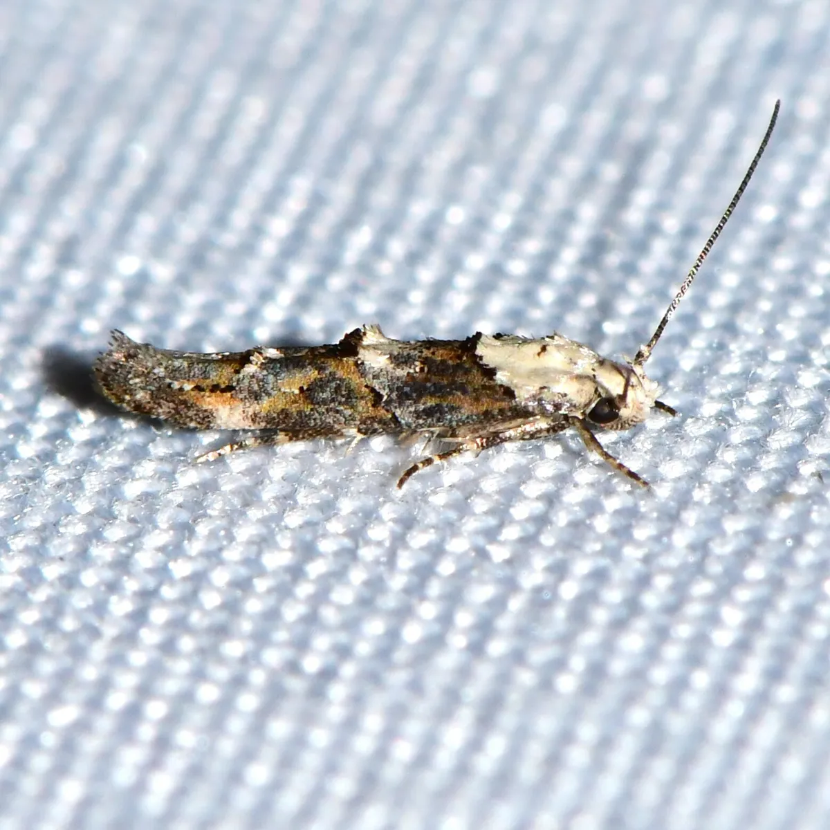 Mompha albocapitella - Hodges#1448 - photo 3