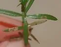 Mompha annulata - Hodges#1425