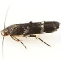 Mompha annulata - Hodges#1425 - photo 4