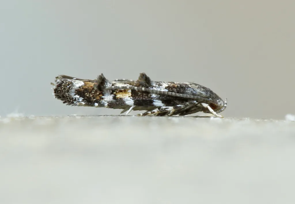 Mompha argentimaculella - Hodges#1426